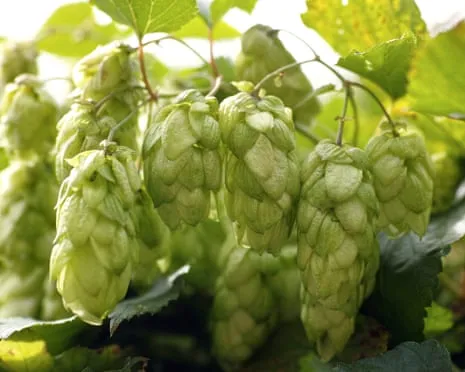 Create A Custom Brewing Corner: Growing Hops Turns Out Easy and Fulfilling