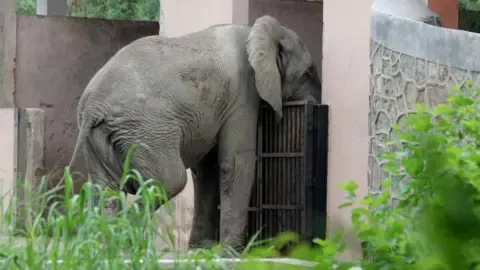 The Solitary Existence and Death of India’s Capital’s Lone Elephant from Africa